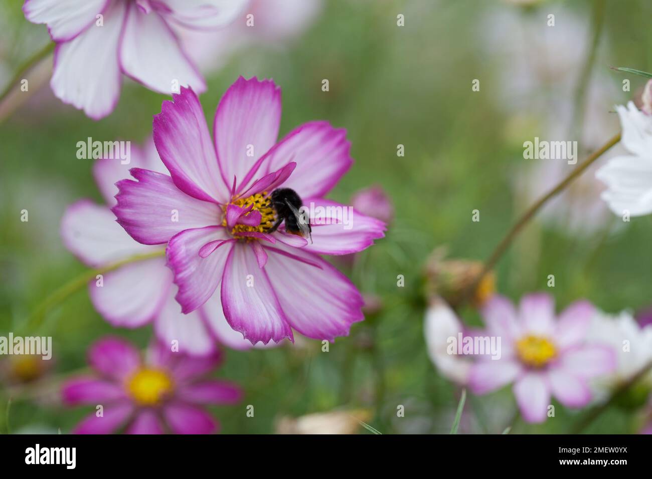 Image of pink cosmos flower hi-res stock photography and images - Alamy