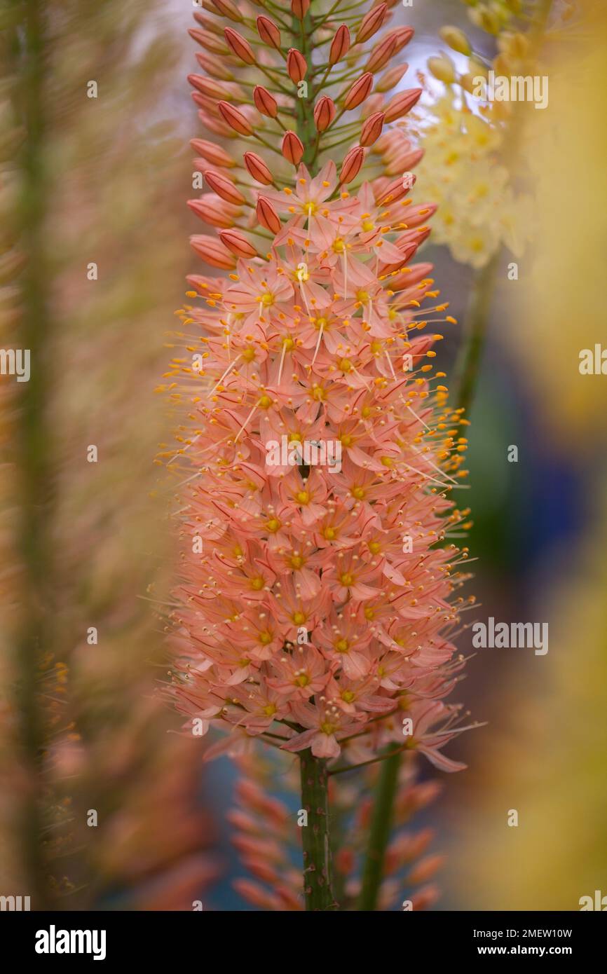 Eremurus 'Disco' Stock Photo