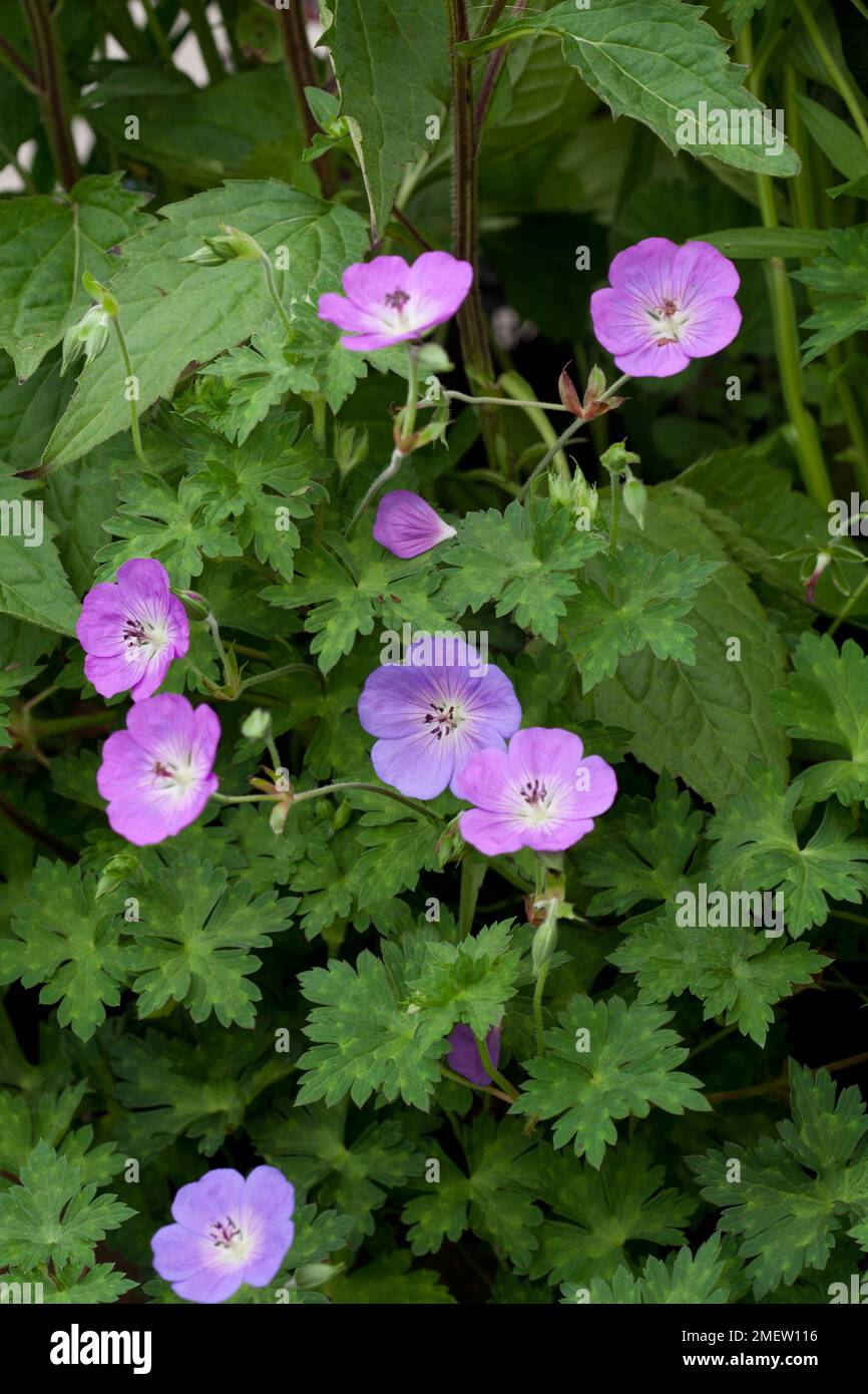 Geranium 'Rozanne' Stock Photo