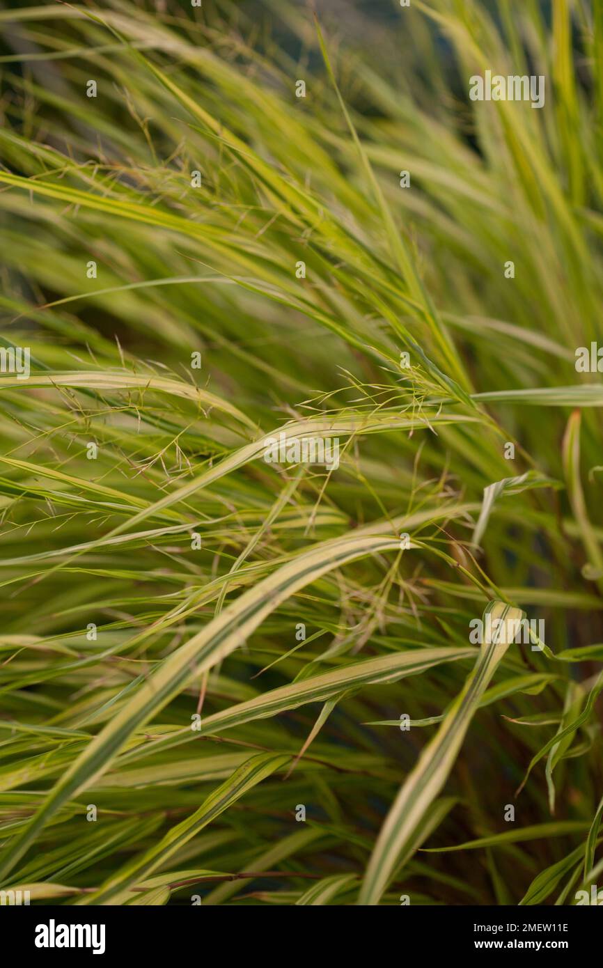 Hakonechloa macra 'Aureola' Stock Photo