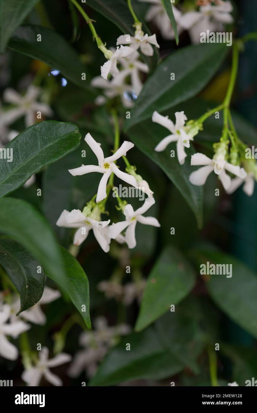 Trachelospernum Jasminioides Stock Photo