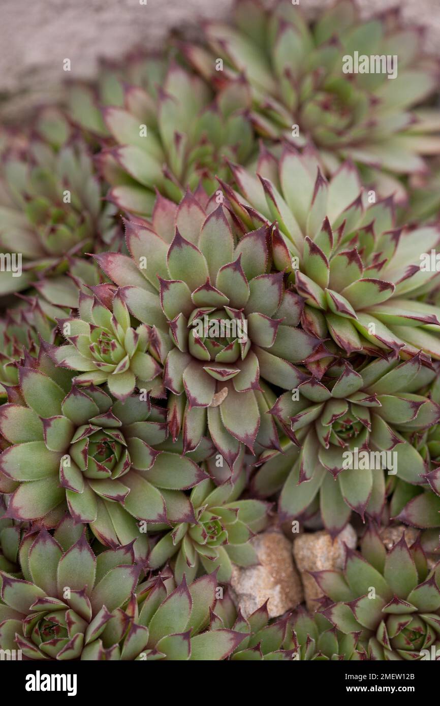 Sempervivum 'Cafe' Stock Photo