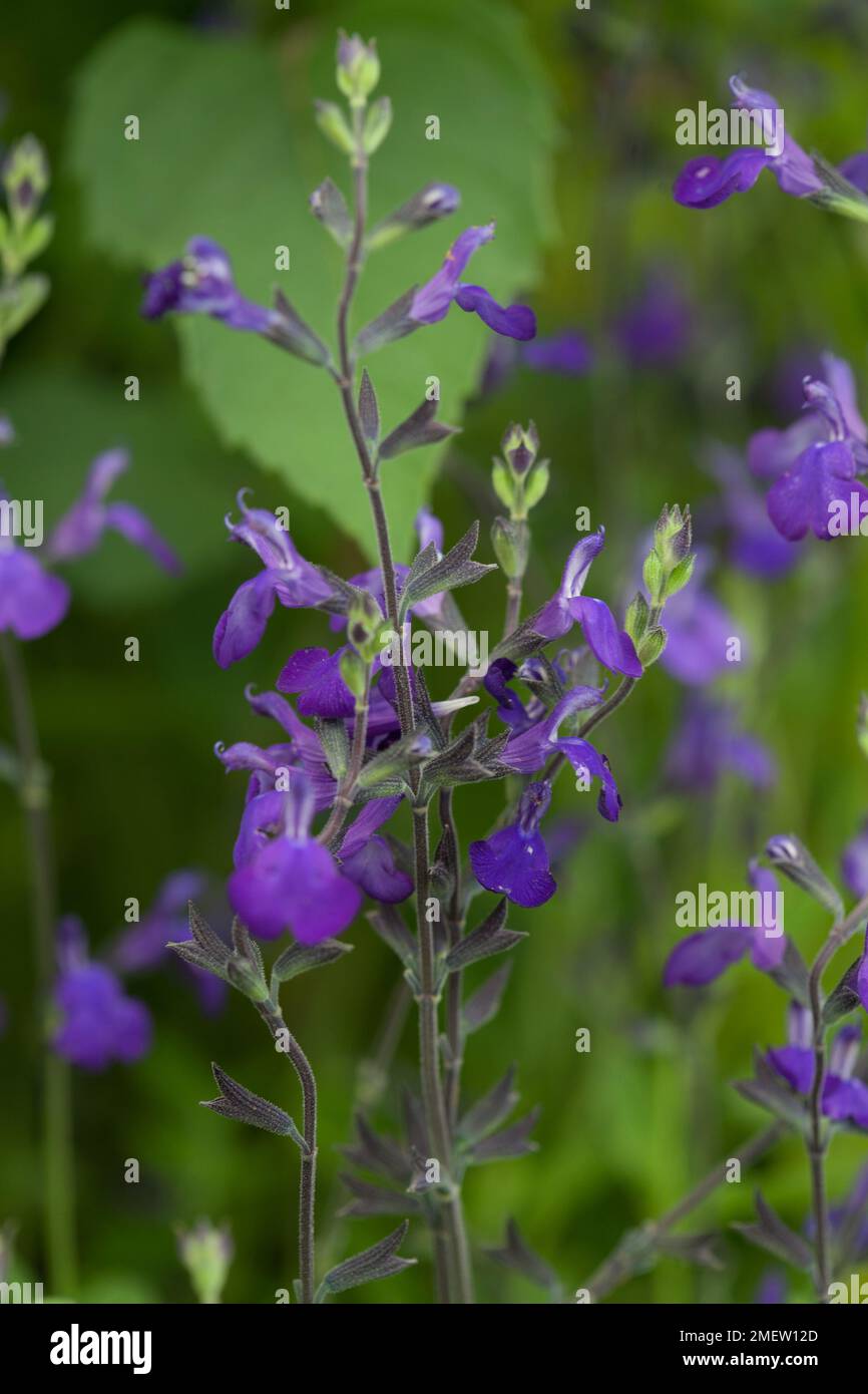 Salvia 'Blue Note' Stock Photo