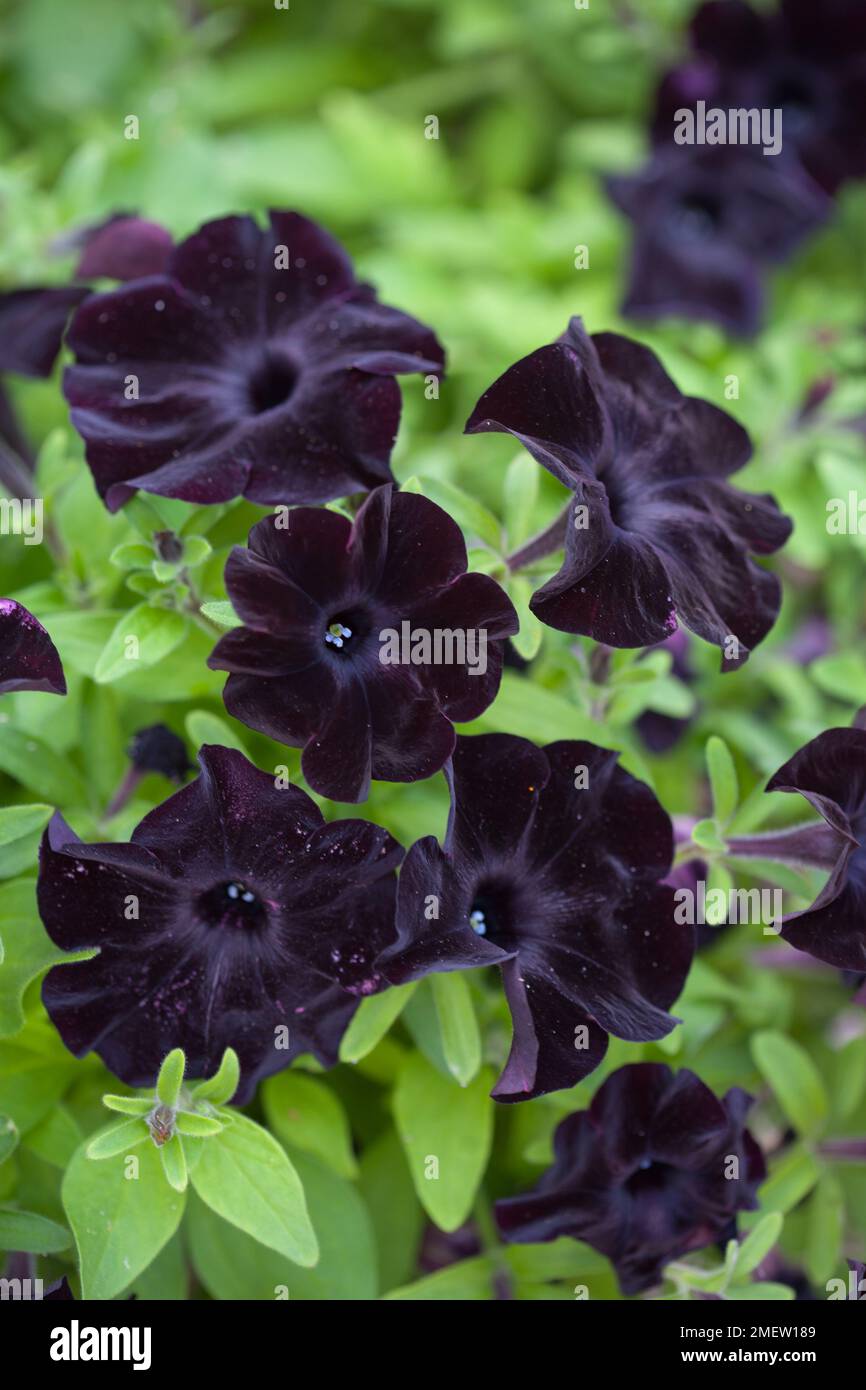 Petunia black velvet improved hires stock photography and images Alamy