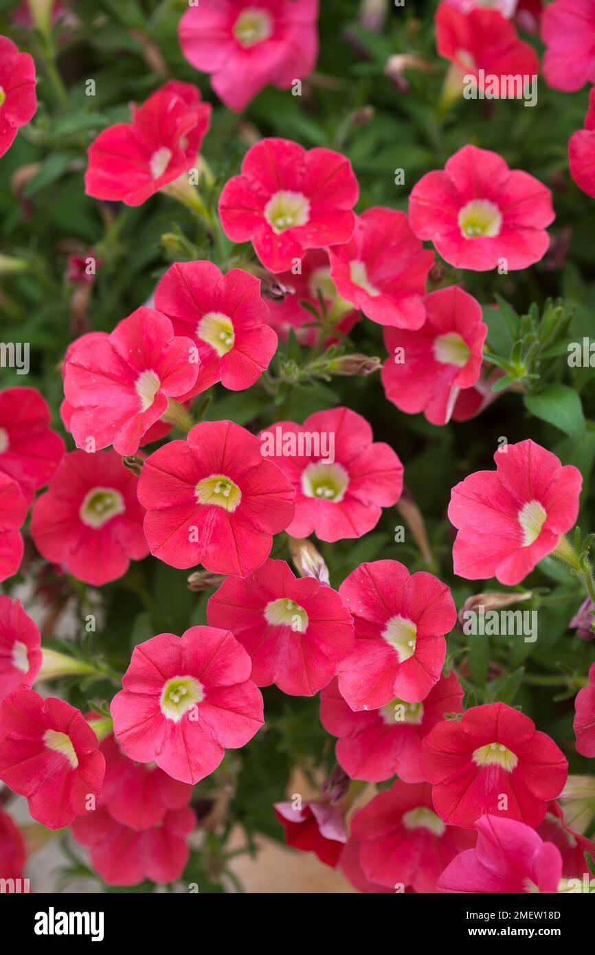 Petunia Shock Wave 'Coral Crush' Stock Photo