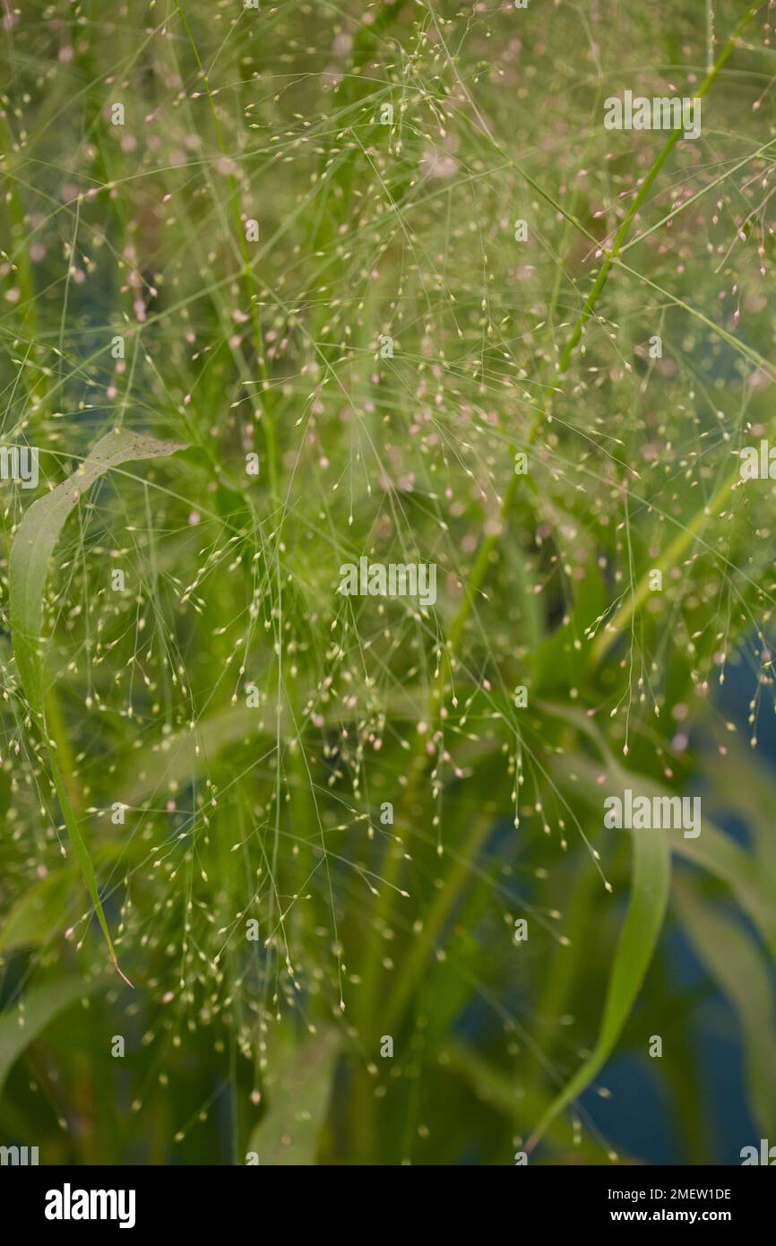 Panicum elegans 'Frosted Explosion' Stock Photo