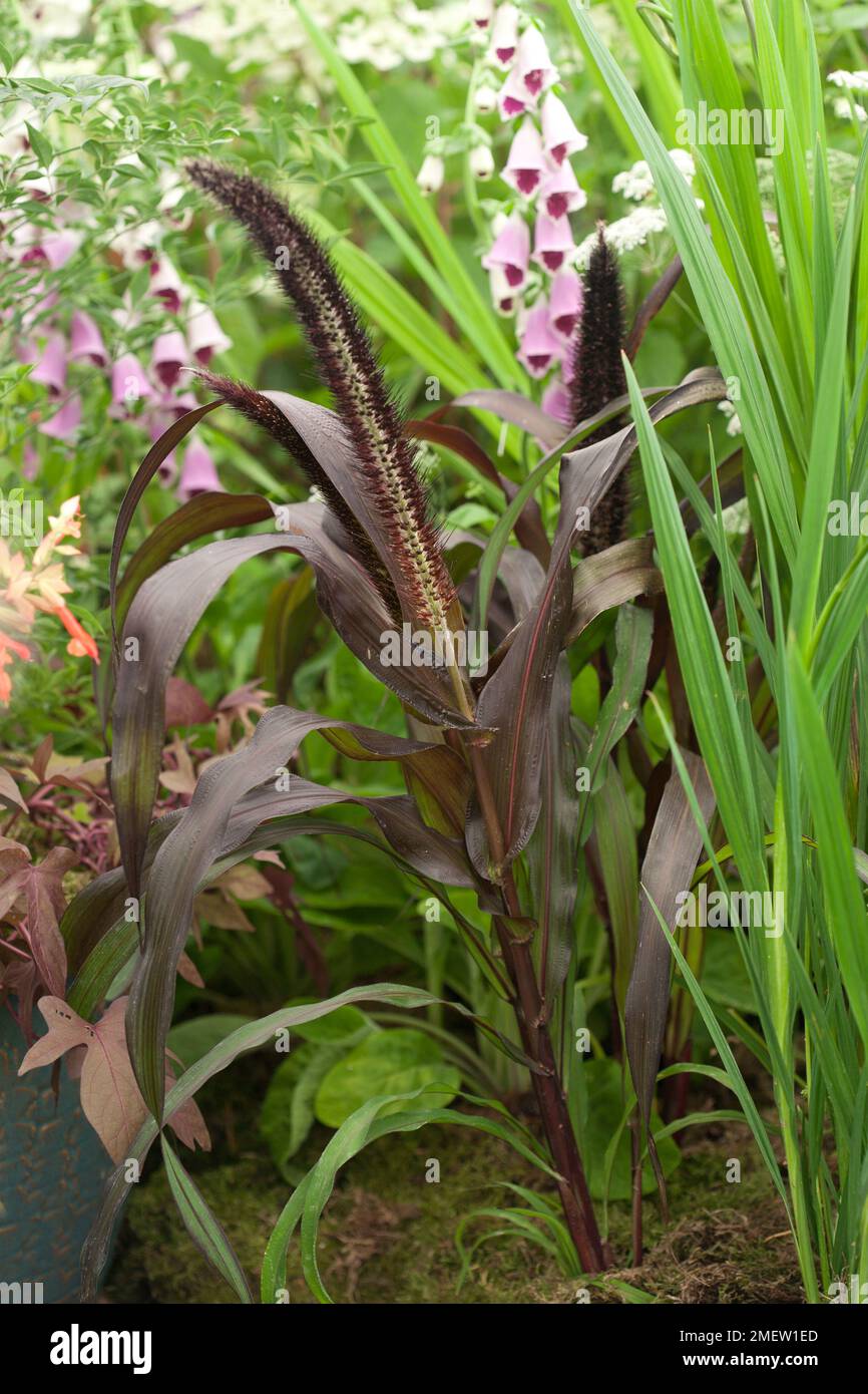 Pennisetum glaucum 'Purple Baron' Stock Photo