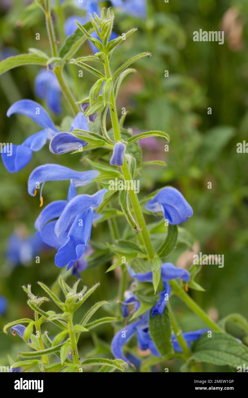 Salvia patens 'Patio Deep Blue' Stock Photo - Alamy