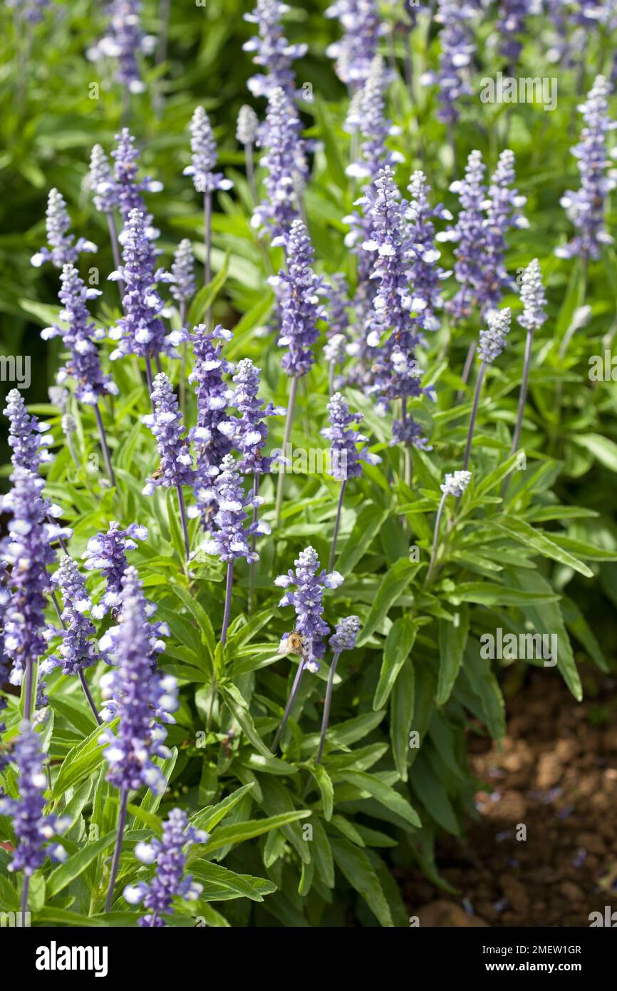 Salvia farinacea ‘Fairy Queen’ Stock Photo - Alamy