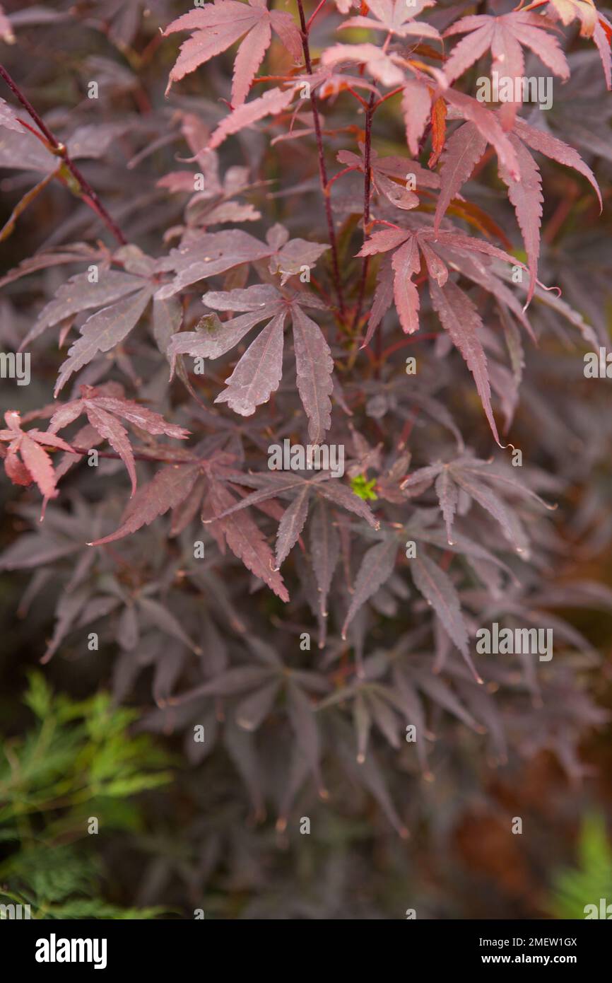 Acer palmatum 'Skeeters Broom' NOT SURE Stock Photo