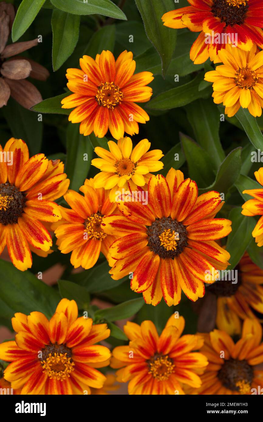 Zinnia Zahara Sunburst Stock Photo Alamy