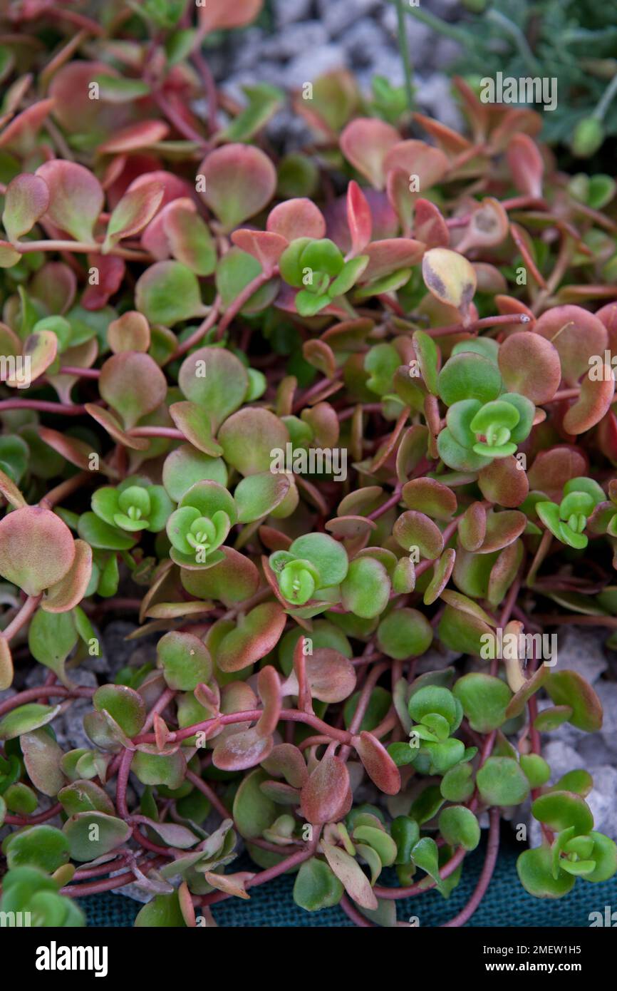 Sedum makinoi Stock Photo