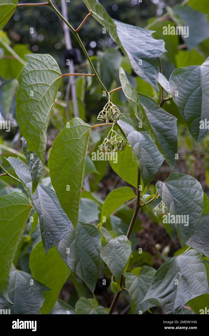 Alangium platanifolium var Stock Photo