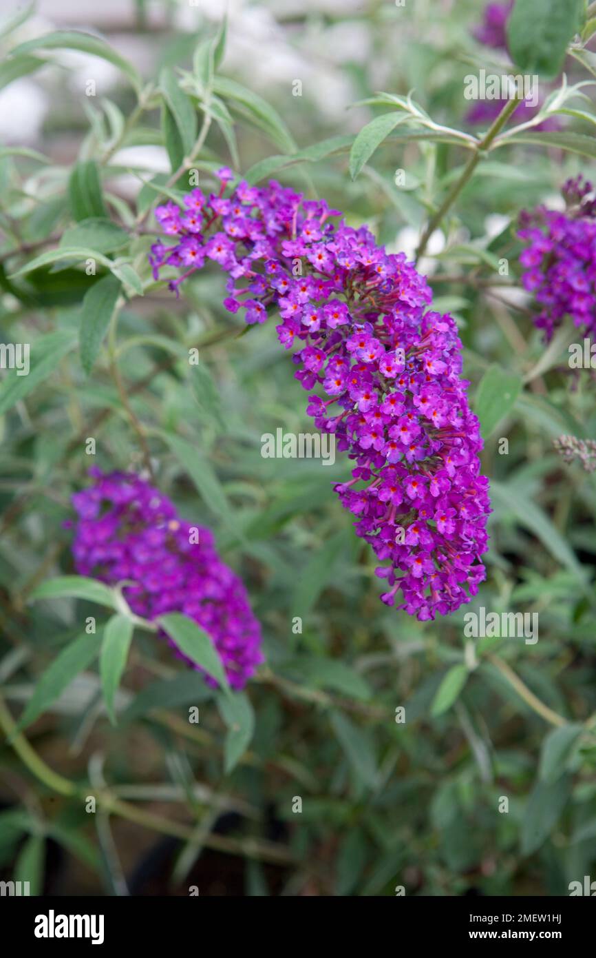 Buddleja davidii 'Nanno Purple' Stock Photo
