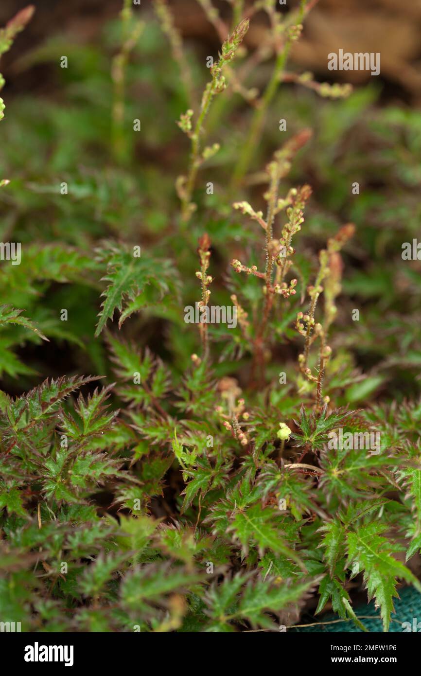 Astilbe 'William Buchanan' NOT SURE Stock Photo