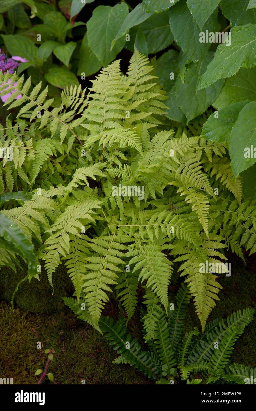 Athyrium filix-femina 'Minutissimum' NOT SURE Stock Photo