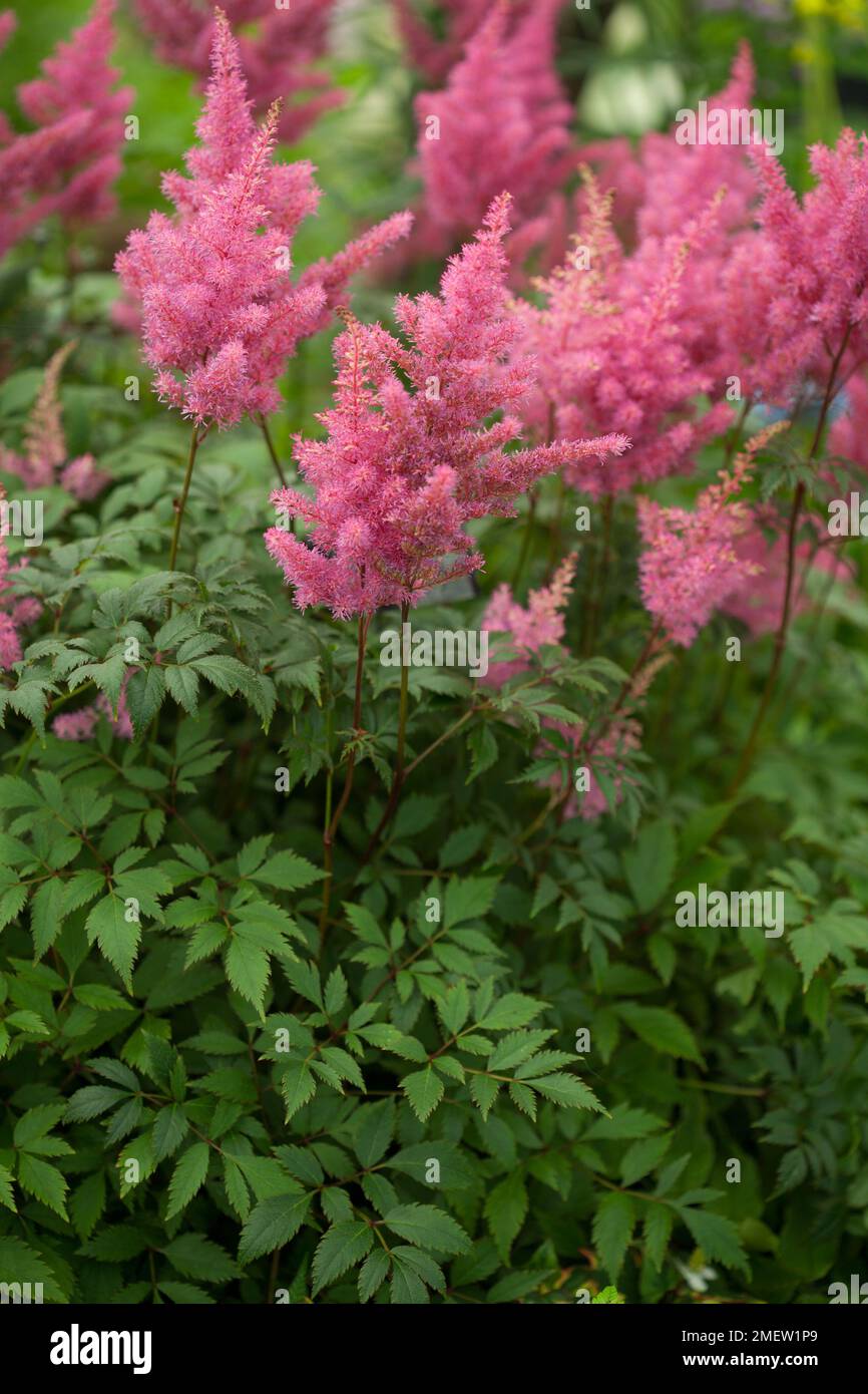 Astilbe 'Federsee' NOT SURE Stock Photo