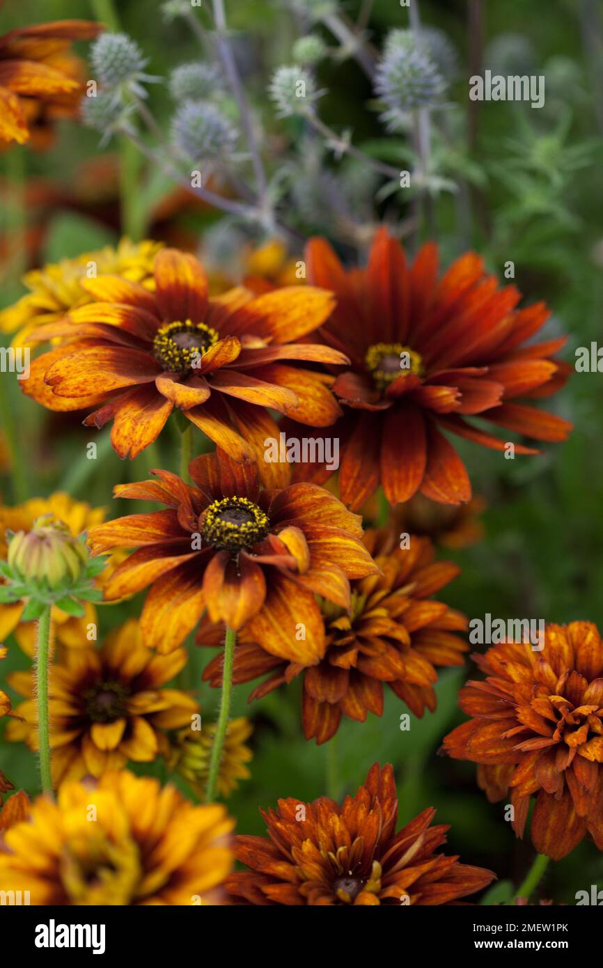 Rudbeckia hirta 'Cherokee Sunset' Stock Photo