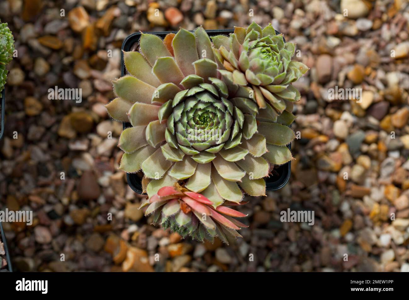 Sempervivum 'Lavender and Old lace' Stock Photo