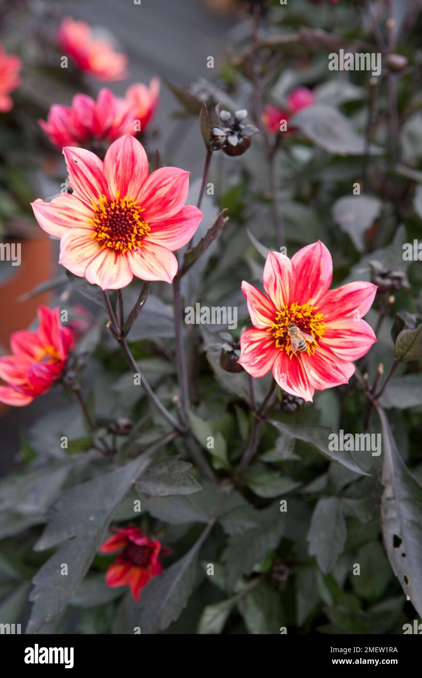 Dahlia 'Happy Days Red Flame' Stock Photo