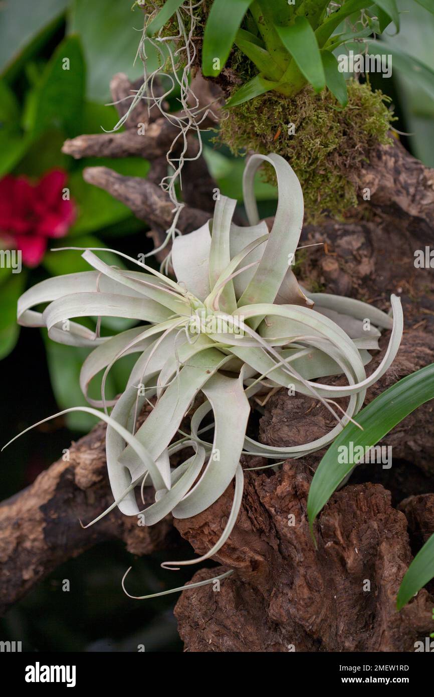 Tillandsia xerographica hi-res stock photography and images - Alamy
