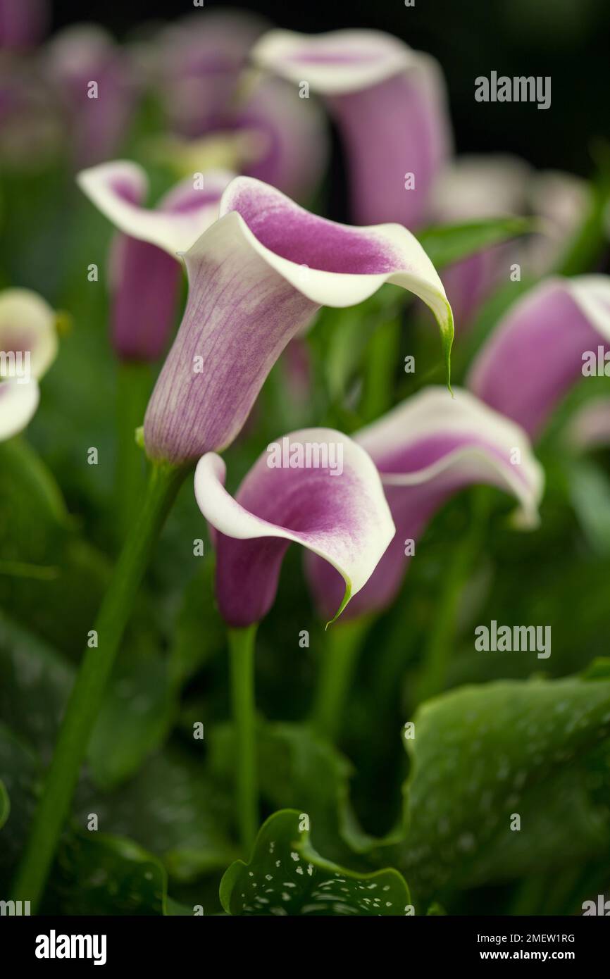 Zantedeschia 'Picasso' Stock Photo