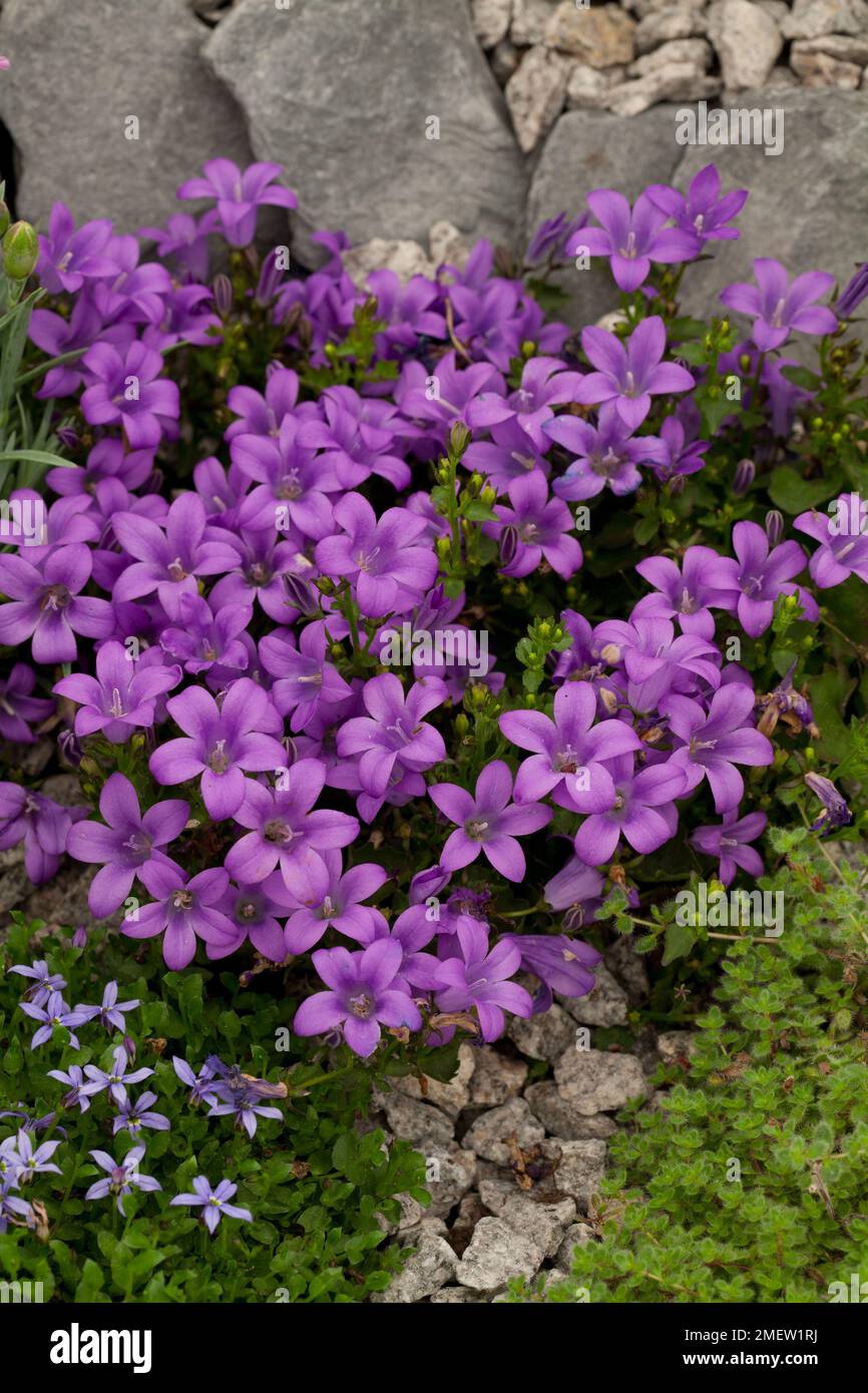 Campanula 'Muralis Major' NOT SURE Stock Photo