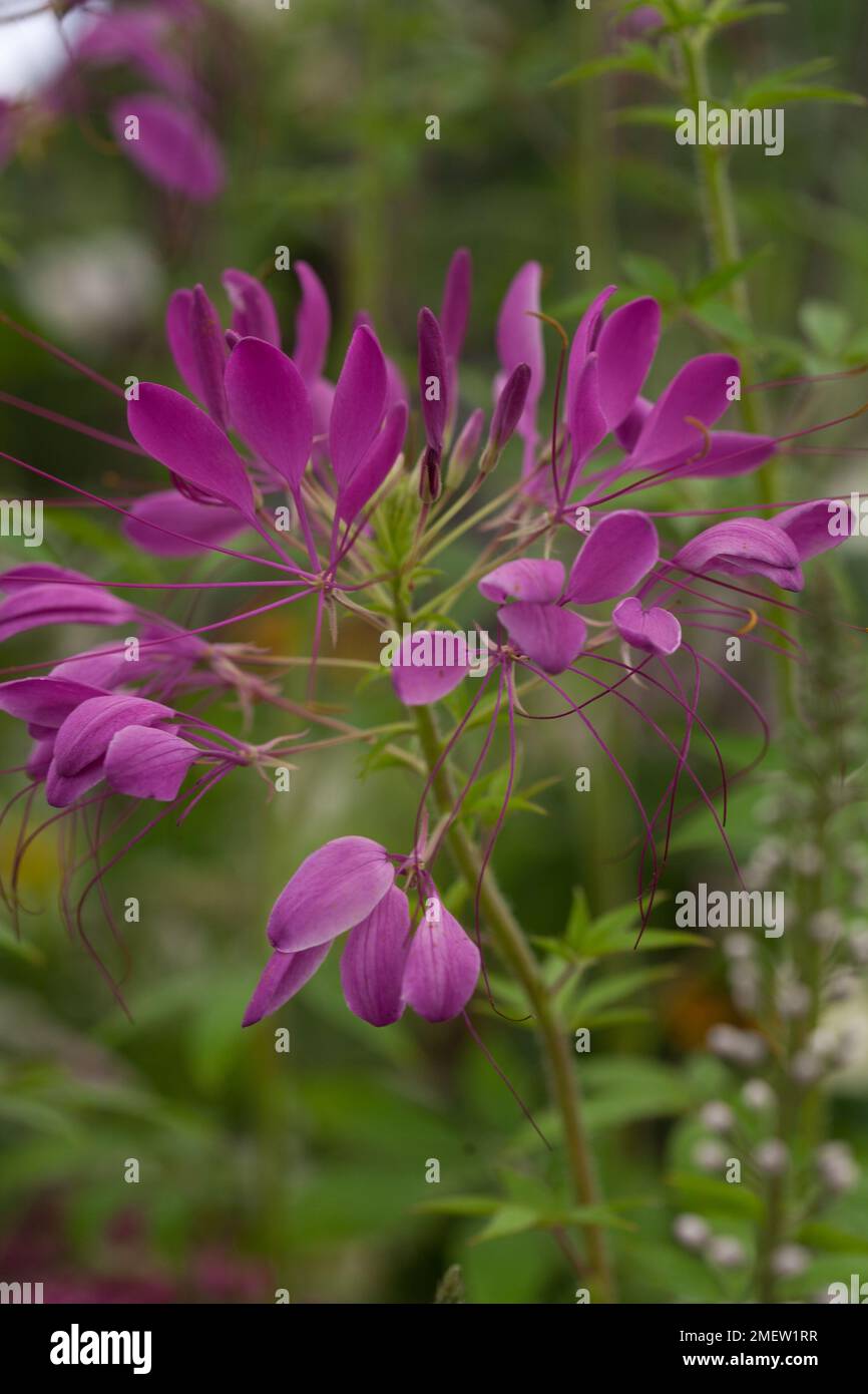 Cleome 'Violet Queen' NOT SURE Stock Photo