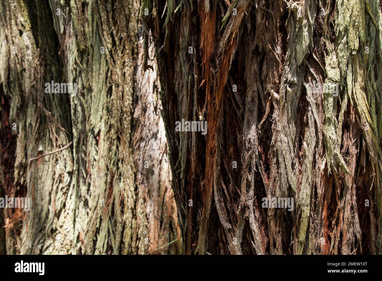 Nature; Natural texture of eucalyptus tree trunk. Stock Photo