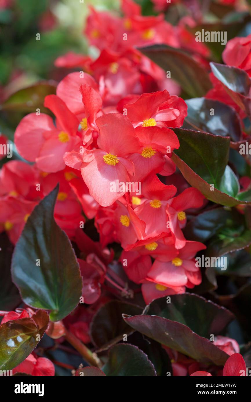 Begonia Whopper Red Bronze Leaf Stock Photo Alamy