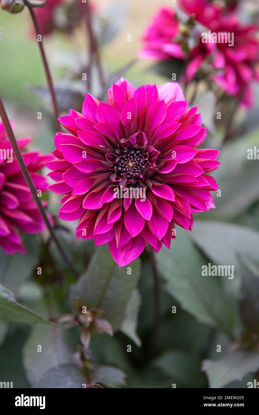 Dahlia purple haze hi-res stock photography and images - Alamy