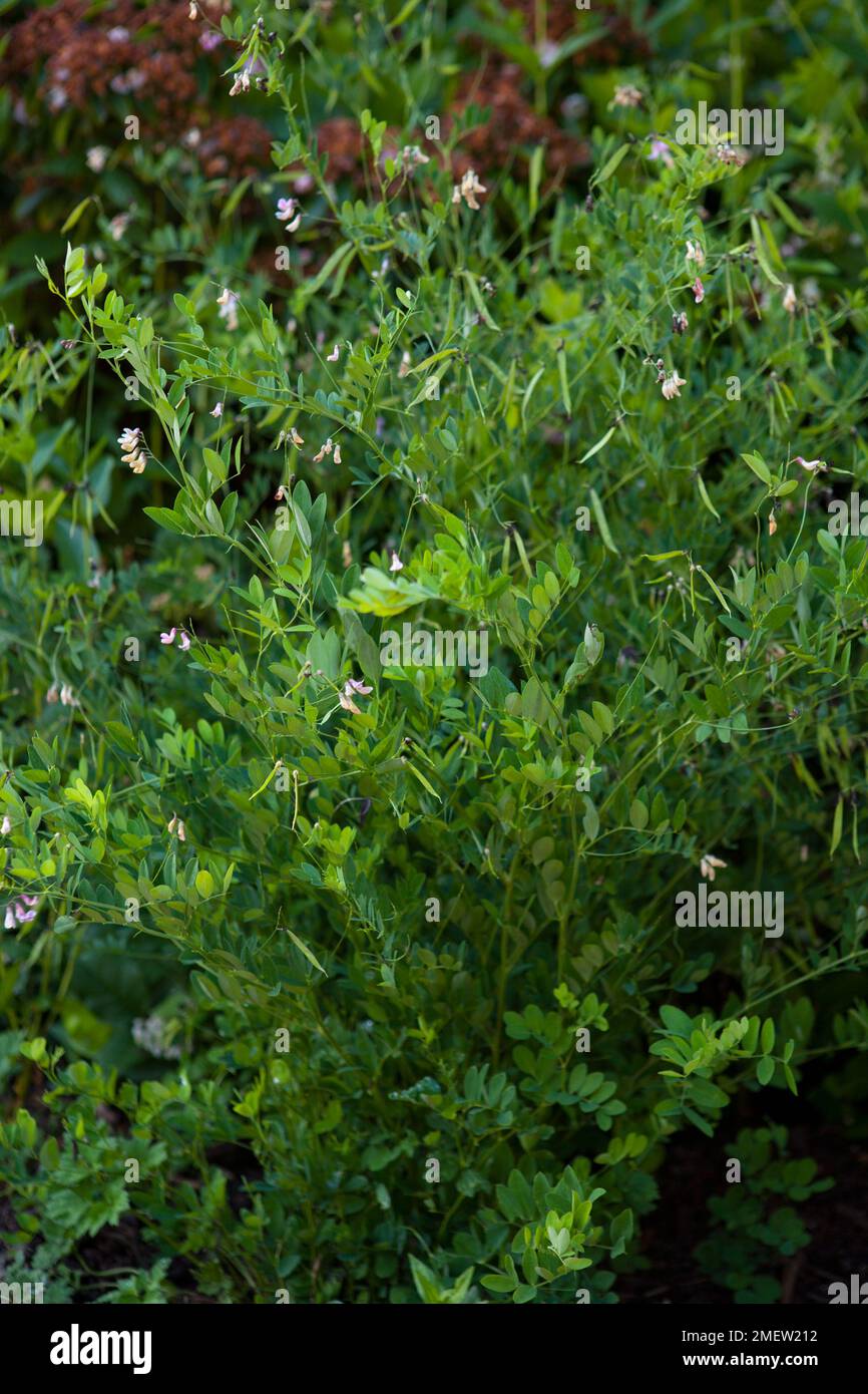 Lathyrus niger Stock Photo