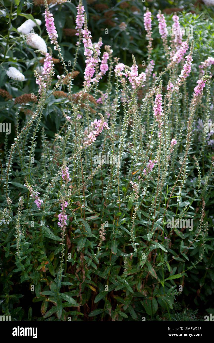 Lythrum salicaria 'Blush' Stock Photo