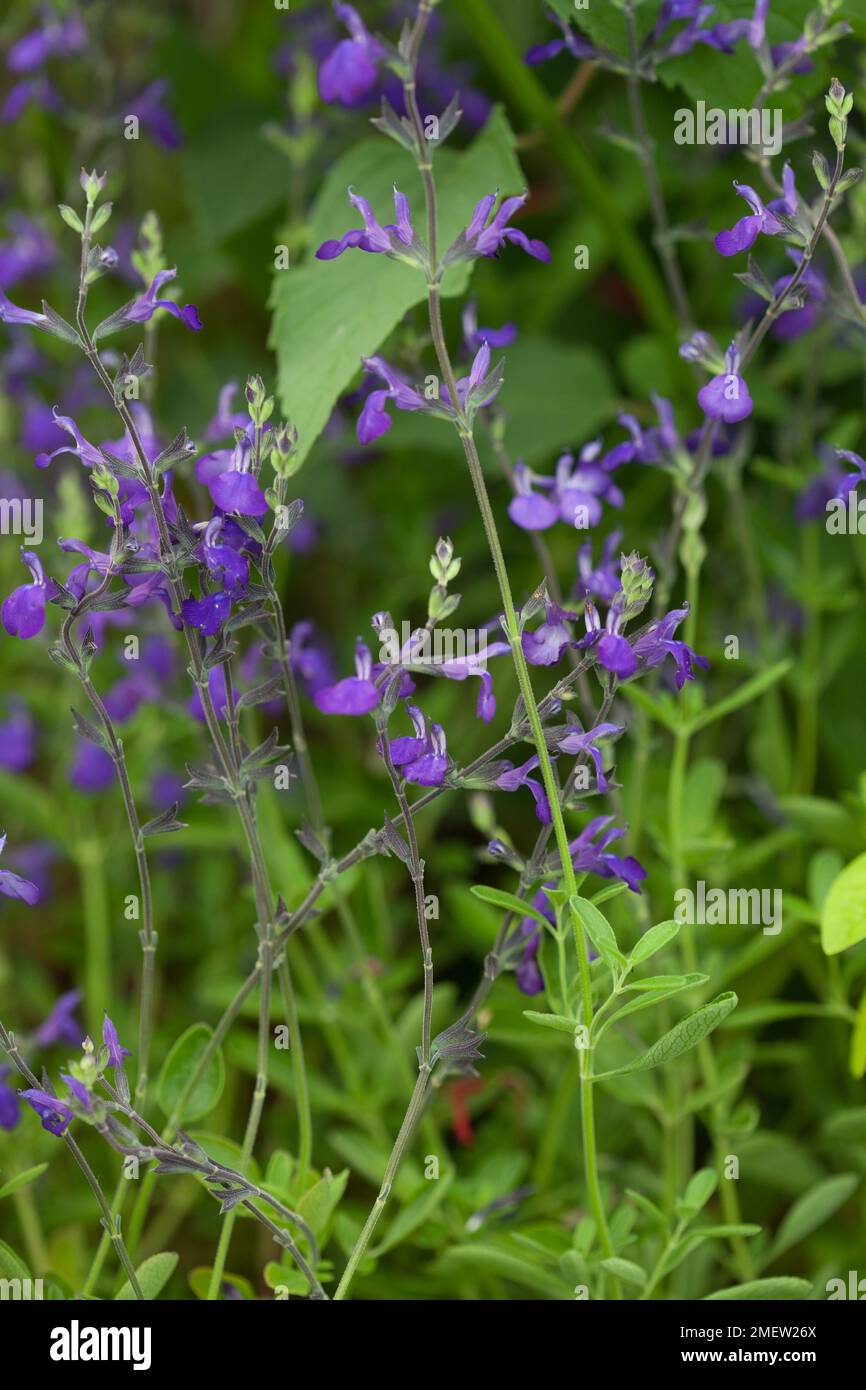 Salvia 'Blue Note' Stock Photo