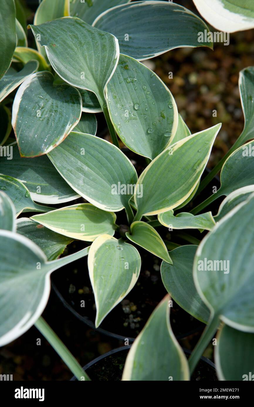 Hosta 'First Frost' Stock Photo