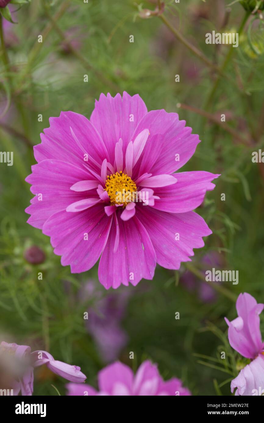 Cosmos Razzmatazz 'Pink' Stock Photo - Alamy
