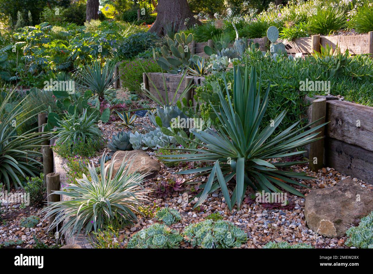 Cactus & Succulent garden Stock Photo