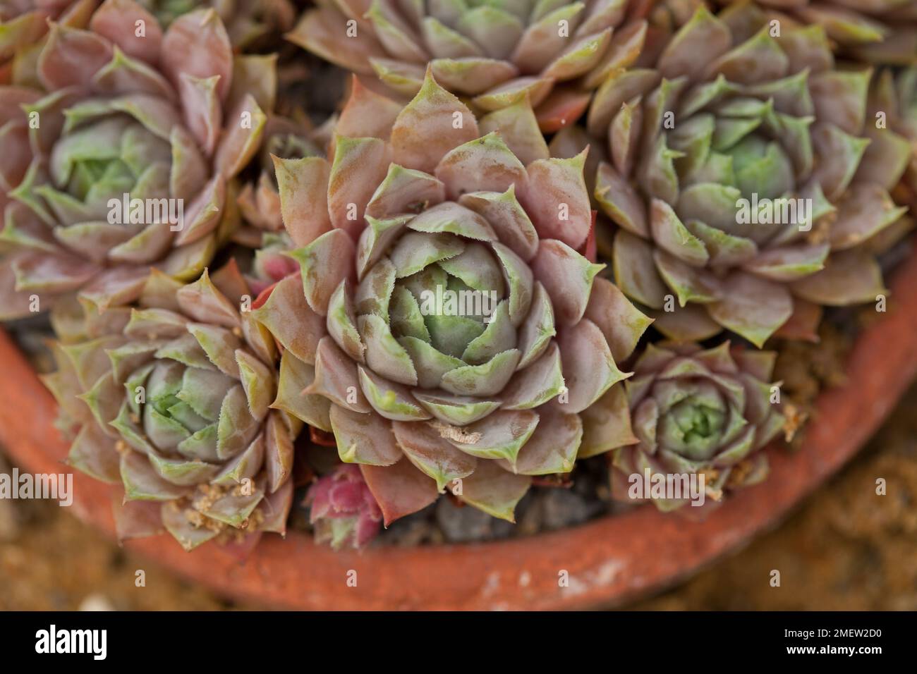 Sempervivum 'Lilac Time' Stock Photo