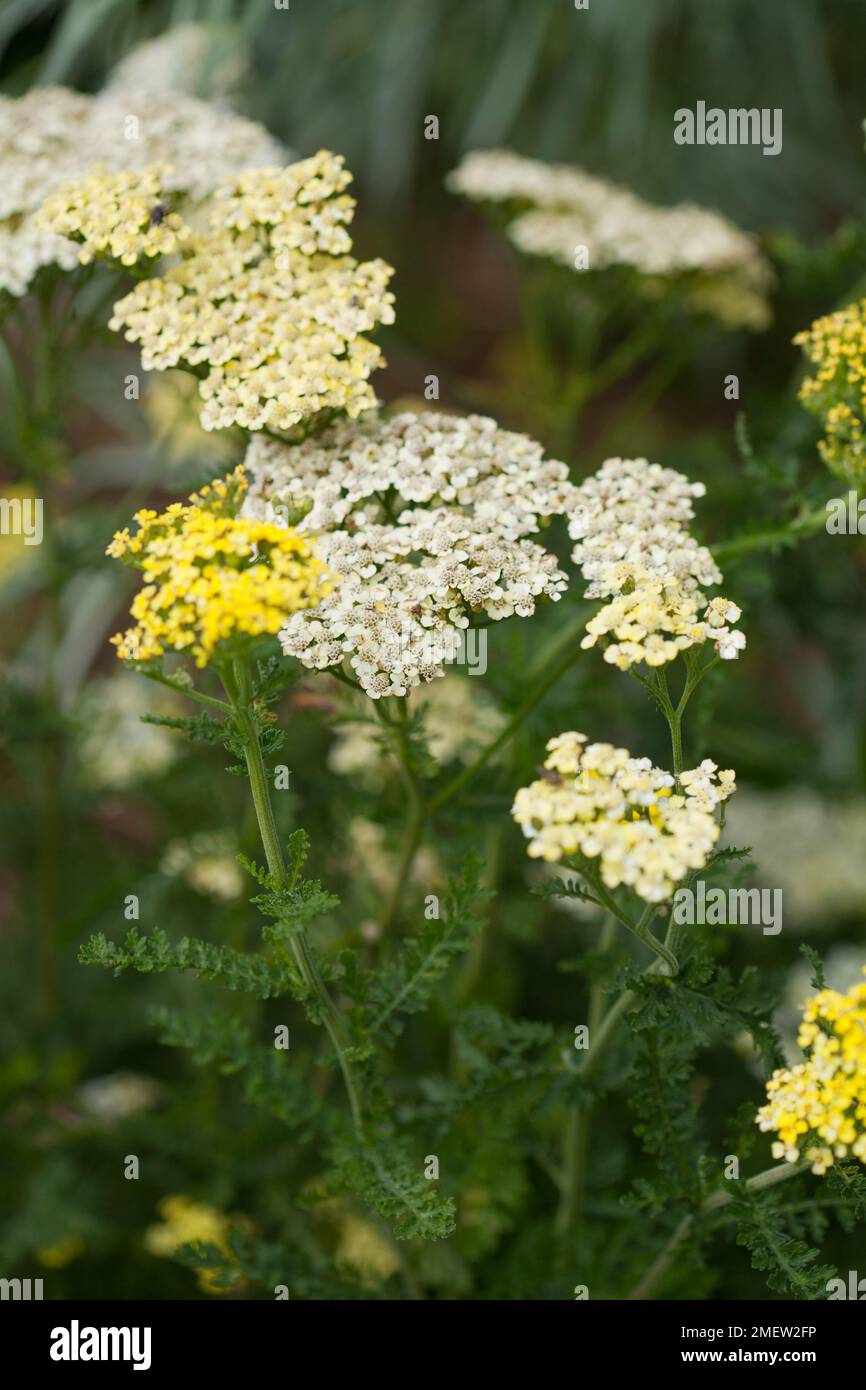 Achillea credo yellow hi-res stock photography and images - Alamy
