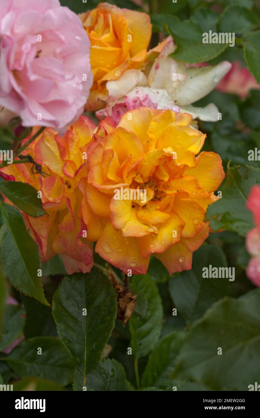 Abbeyfield hi-res stock photography and images - Alamy