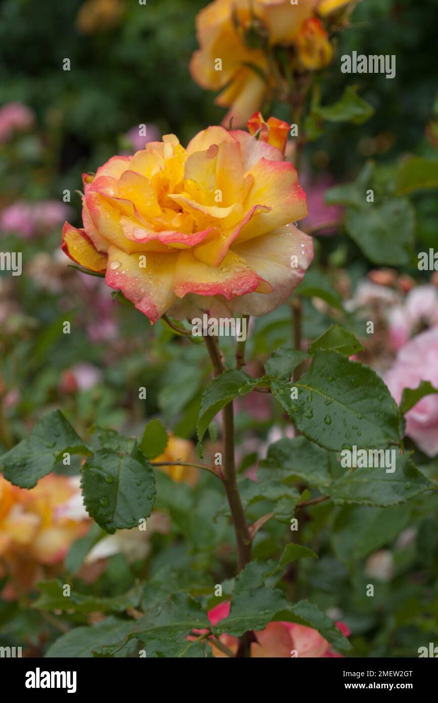 Abbeyfield hi-res stock photography and images - Alamy