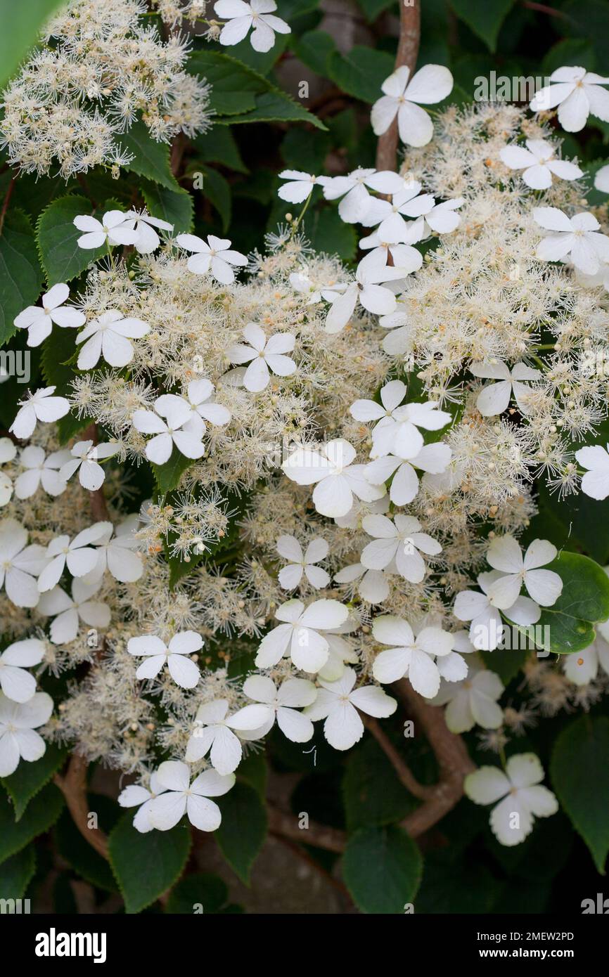 Hydrangea anomala ssp petiolaris Stock Photo