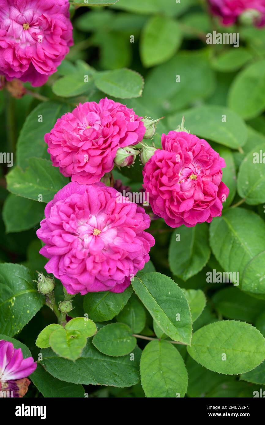 Rosa 'De Resht' Stock Photo - Alamy