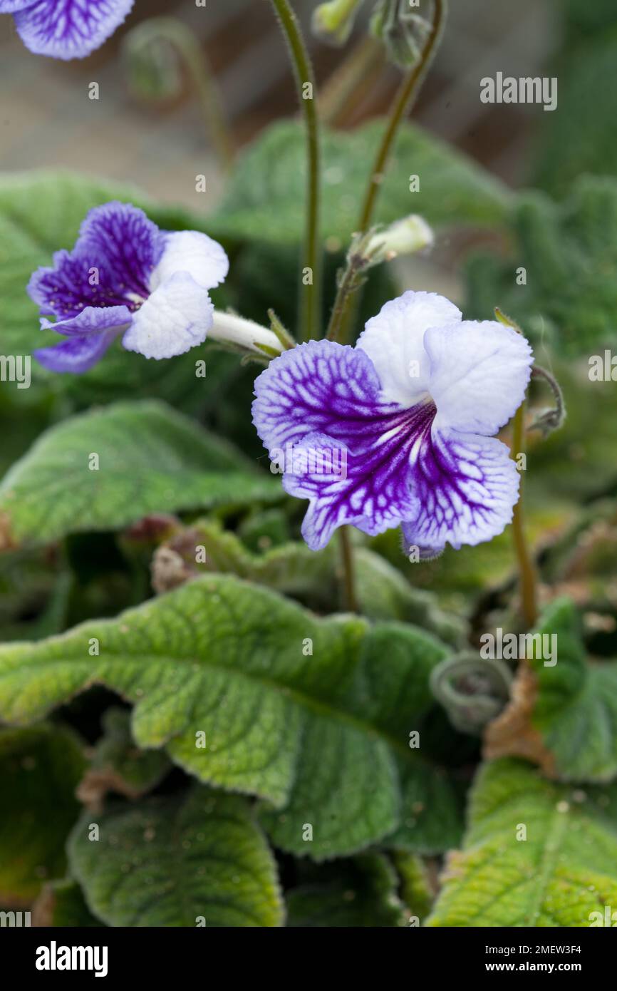 Streptocarpus 'Frosty Diamond' Stock Photo