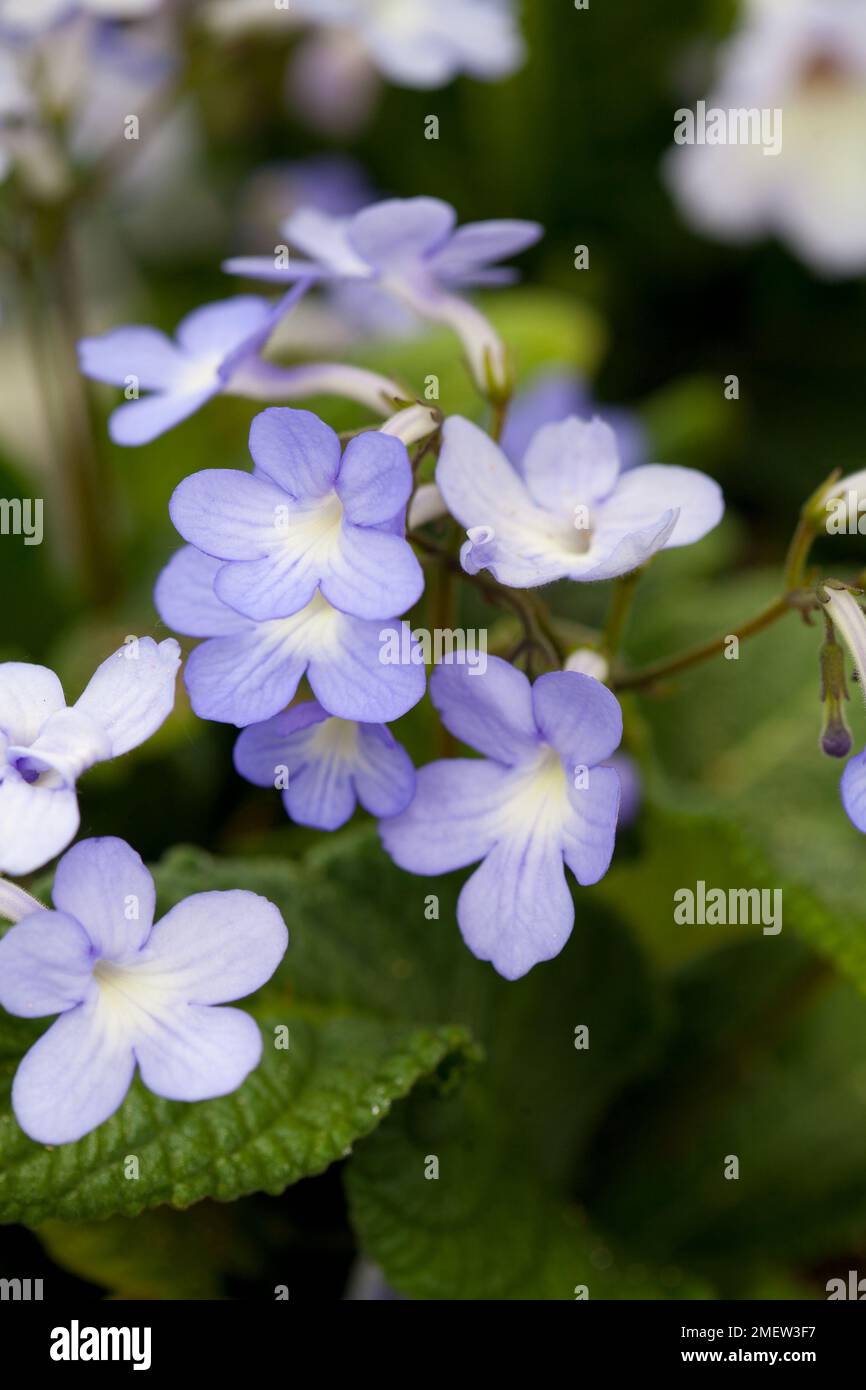 Streptocarpus 'Falling Stars' Stock Photo