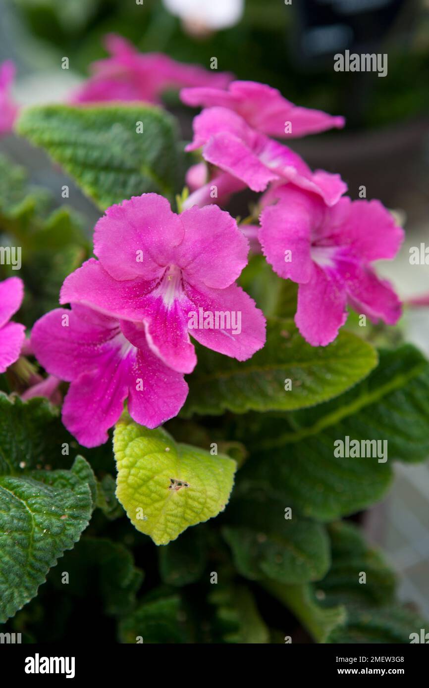 Streptocarpus 'Rubina Pink' Stock Photo