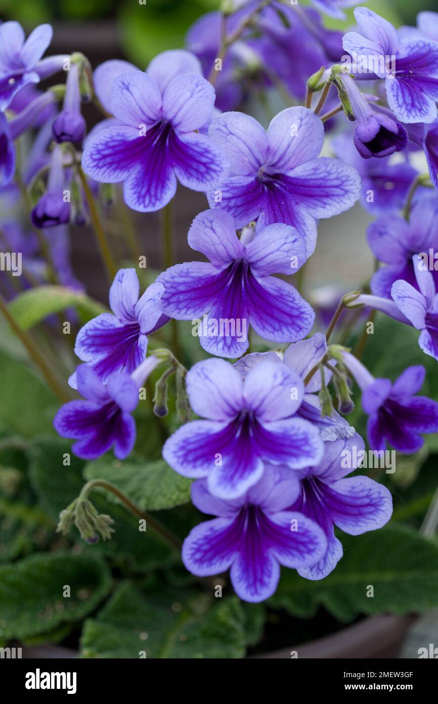 Streptocarpus 'Carys' Stock Photo