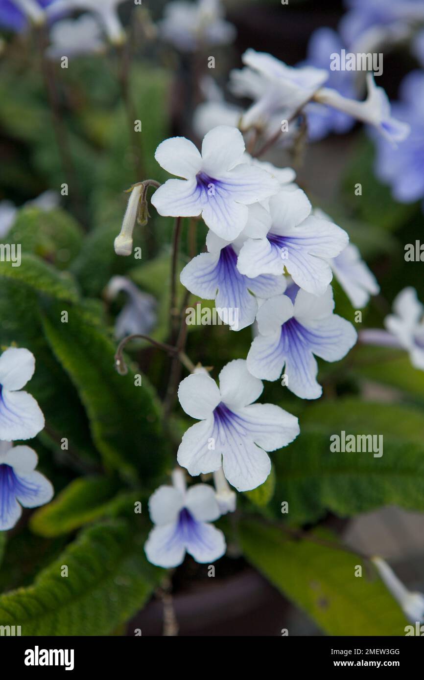 Streptocarpus 'Crystal Ice' Stock Photo