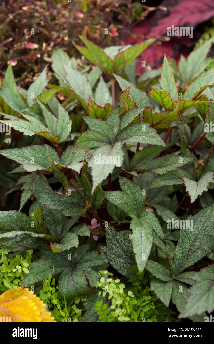 Begonia 'Pollux' Stock Photo