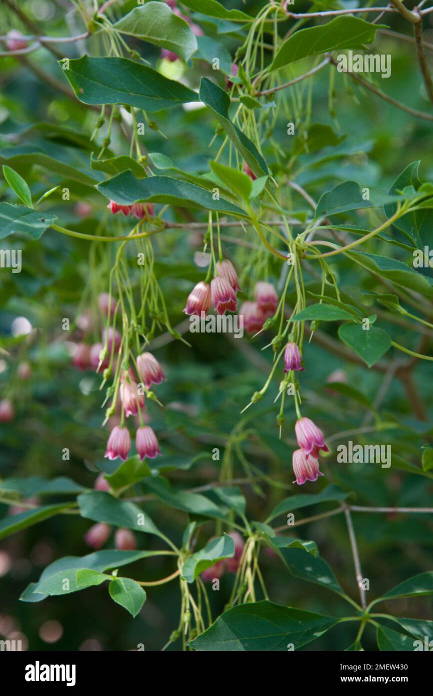 Enkianthus deflexus Stock Photo